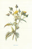 Common Sow-Thistle. Wild Flowers by Frederick Edward Hulme c1895 old print