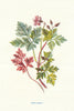 Herb-Robert. Wild Flowers by Frederick Edward Hulme c1895 old antique print