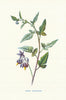 Bitter sweet or Woody Nightshade. Wild Flowers by Frederick Edward Hulme c1895