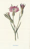 Corn-Cockle. Wild Flowers by Frederick Edward Hulme c1895 old antique print