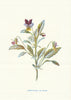 Heart's-ease. Wild Flowers by Frederick Edward Hulme c1895 old antique print