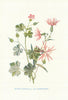 Shining Crane's-bill. Wild Flowers by Frederick Edward Hulme c1895 old print