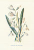 Snowdrop . Wild Flowers by Frederick Edward Hulme c1895 old antique print