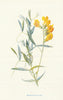 Meadow Vetchling. Wild Flowers by Frederick Edward Hulme c1895 old print