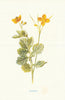 Celandine. Wild Flowers by Frederick Edward Hulme c1895 old antique print