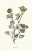 Ground Ivy. Wild Flowers by Frederick Edward Hulme c1895 old antique print