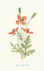 Prickly-Headed Poppy. Wild Flowers by Frederick Edward Hulme c1895 old print
