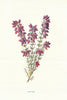 Heather. Wild Flowers by Frederick Edward Hulme c1895 old antique print