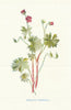 Dove's Foot Crane's-Bill. Wild Flowers by Frederick Edward Hulme c1895 print