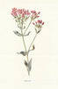 Centaury. Wild Flowers by Frederick Edward Hulme c1895 old antique print