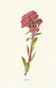 Orpine. Wild Flowers by Frederick Edward Hulme c1895 old antique print picture