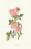 Sweet Briar. Wild Flowers by Frederick Edward Hulme c1895 old antique print