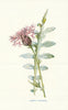 Larger Knapweed. Wild Flowers by Frederick Edward Hulme c1895 old print