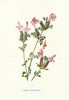 Lesser Red-Rattle. Wild Flowers by Frederick Edward Hulme c1895 old print