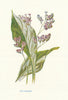 Sea-Lavender. Wild Flowers by Frederick Edward Hulme c1895 old antique print