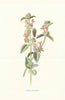 Hedge Calamint. Wild Flowers by Frederick Edward Hulme c1895 old antique print