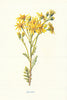 Rag-Wort. Wild Flowers by Frederick Edward Hulme c1895 old antique print