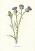 Field Thistle. Wild Flowers by Frederick Edward Hulme c1895 old antique print