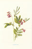 Tuberous Pea. Wild Flowers by Frederick Edward Hulme c1895 old antique print