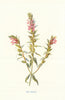 Red Bartsia. Wild Flowers by Frederick Edward Hulme c1895 old antique print