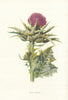 Milk Thistle. Wild Flowers by Frederick Edward Hulme c1895 old antique print