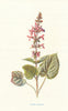 Hedge Stachys. Wild Flowers by Frederick Edward Hulme c1895 old antique print