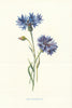 Corn Blue-Bottle. Wild Flowers by Frederick Edward Hulme c1895 old print