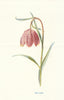 Fritillary. Wild Flowers by Frederick Edward Hulme c1895 old antique print