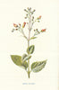 Water Fig-Wort. Wild Flowers by Frederick Edward Hulme c1895 old antique print