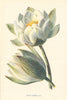 White Water Lily. Wild Flowers by Frederick Edward Hulme c1895 old print