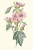 Marsh Mallow. Wild Flowers by Frederick Edward Hulme c1895 old antique print
