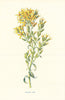 Golden Rod. Wild Flowers by Frederick Edward Hulme c1895 antique print