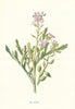 Sea Stock. Wild Flowers by Frederick Edward Hulme c1895 old antique print