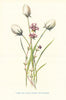 Thyme & Single-Headed Cotton Grass. Wild Flowers by Frederick Edward Hulme c1895