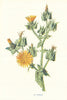 Ox-Tongue. Wild Flowers by Frederick Edward Hulme c1895 old antique print