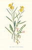 Sand Rocket & Bog Pimpernel. Wild Flowers by Frederick Edward Hulme c1895