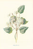 Traveller's Joy. Wild Flowers by Frederick Edward Hulme c1895 old print