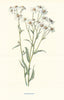 Sneezewort. Wild Flowers by Frederick Edward Hulme c1895 old antique print