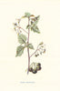 Black Nightshade. Wild Flowers by Frederick Edward Hulme c1895 old print