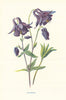Columbine. Wild Flowers by Frederick Edward Hulme c1895 old antique print