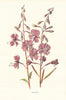 Rosebay. Wild Flowers by Frederick Edward Hulme c1895 old antique print