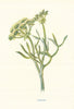 Samphire. Wild Flowers by Frederick Edward Hulme c1895 old antique print