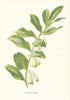 Soloman's Seal. Wild Flowers by Frederick Edward Hulme c1895 old antique print