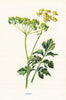 Parsnip. Wild Flowers by Frederick Edward Hulme c1895 old antique print
