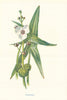 Arrowhead. Wild Flowers by Frederick Edward Hulme c1895 old antique print