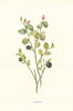 Bilberry. Wild Flowers by Frederick Edward Hulme c1895 old antique print