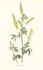 Yellow Melilot. Wild Flowers by Frederick Edward Hulme c1895 old antique print
