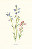 Milkwort. Wild Flowers by Frederick Edward Hulme c1895 old antique print