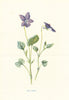 Dog Violet. Wild Flowers by Frederick Edward Hulme c1895 old antique print
