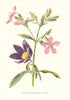 Soapwort & Pasque Flower. Wild Flowers by Frederick Edward Hulme c1895 print